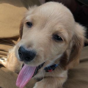 Meet your Posher, Hunter